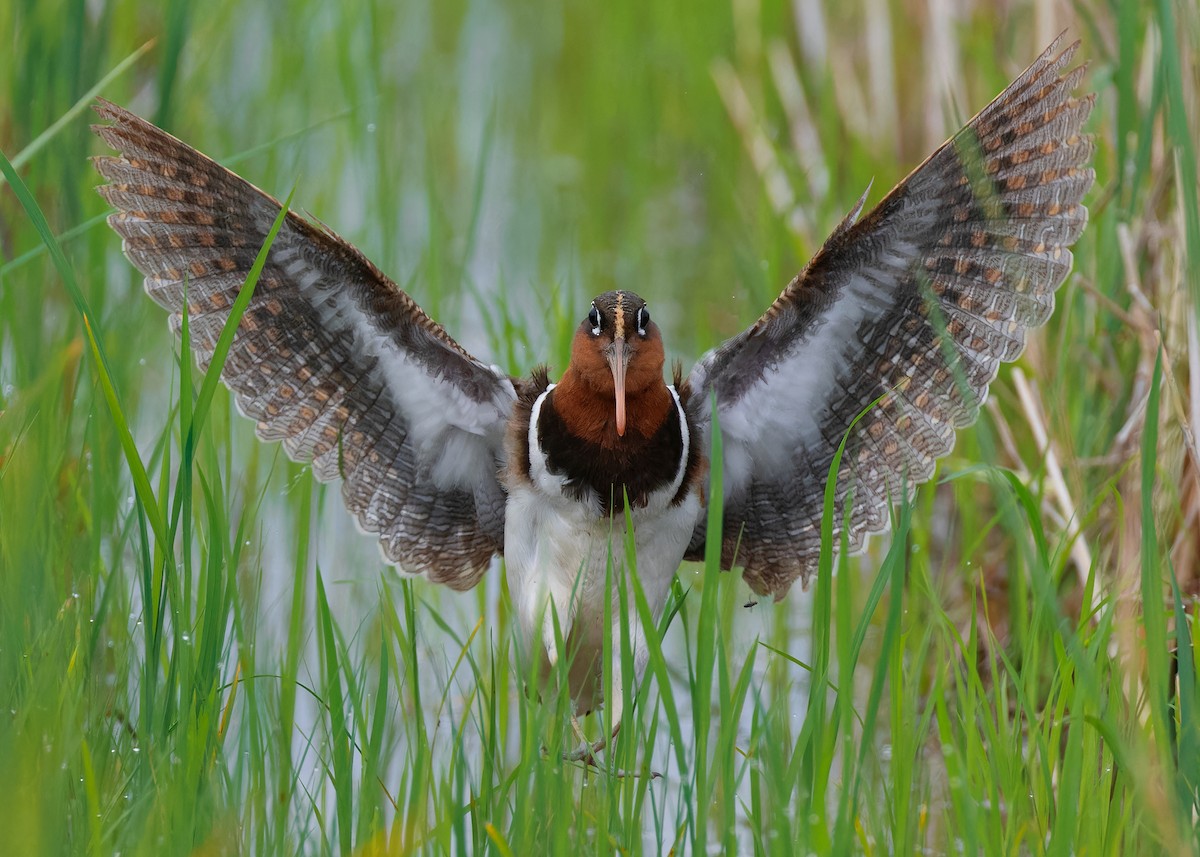 Greater Painted-Snipe - ML593446941