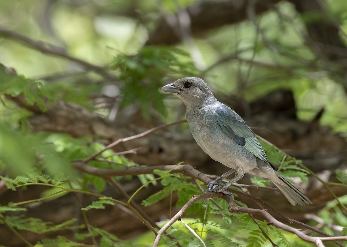 Glaucous Tanager - ML593450261