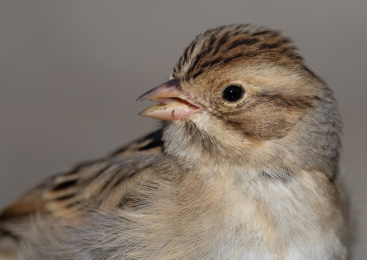 Clay-colored Sparrow - ML593450651