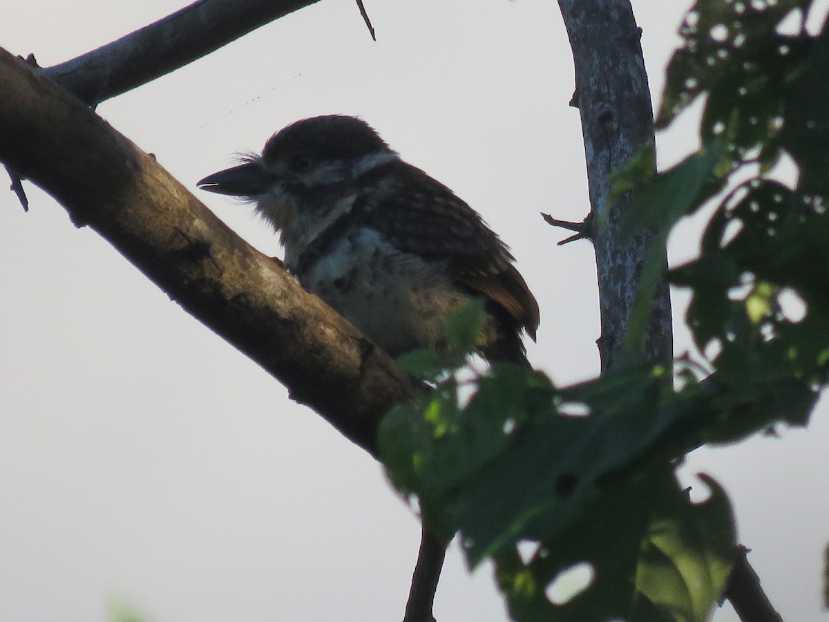 Russet-throated/Two-banded Puffbird - ML593456611