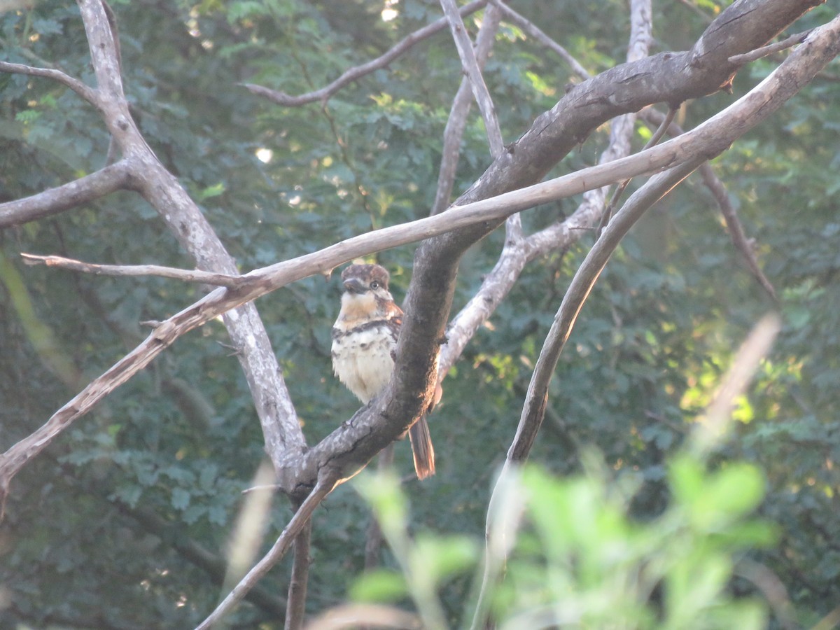 Russet-throated/Two-banded Puffbird - ML593456631