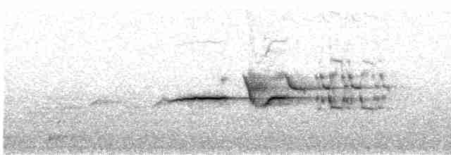 Дрізд-короткодзьоб плямистоволий - ML593458701
