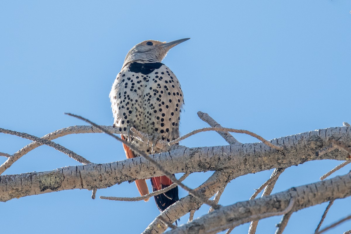Northern Flicker (Red-shafted) - ML593459251