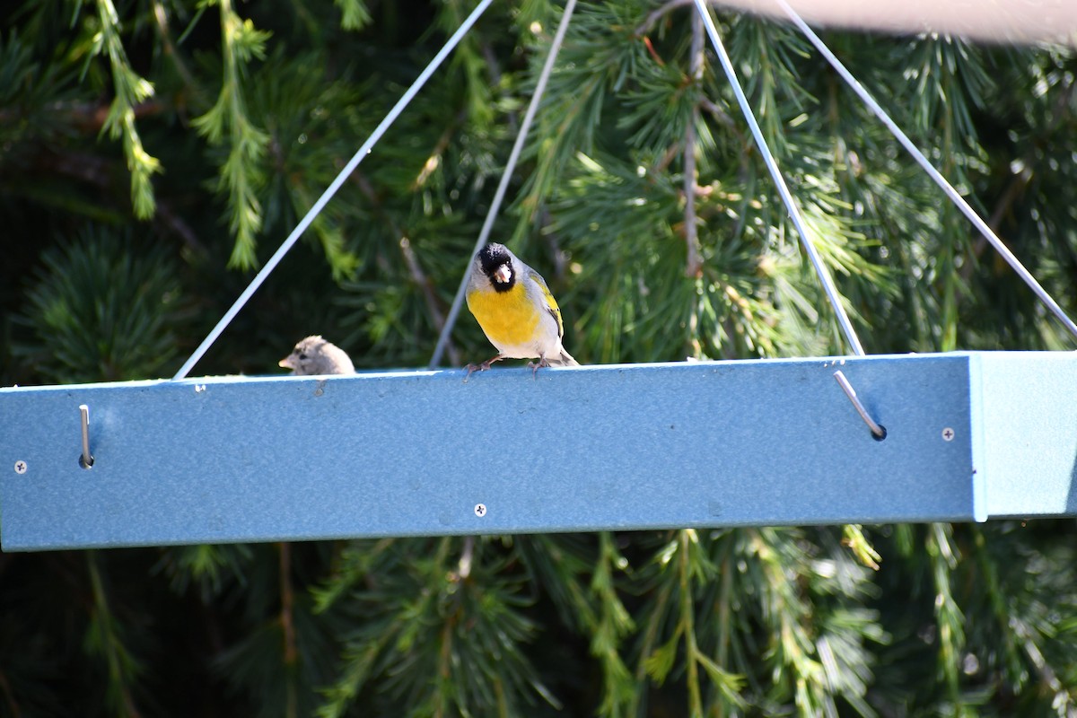 Lawrence's Goldfinch - ML593459731