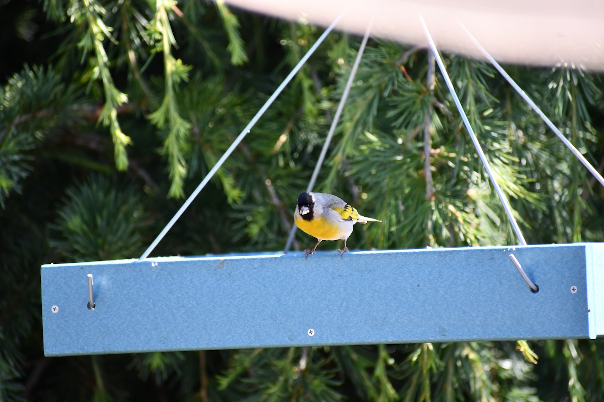 Lawrence's Goldfinch - ML593459751