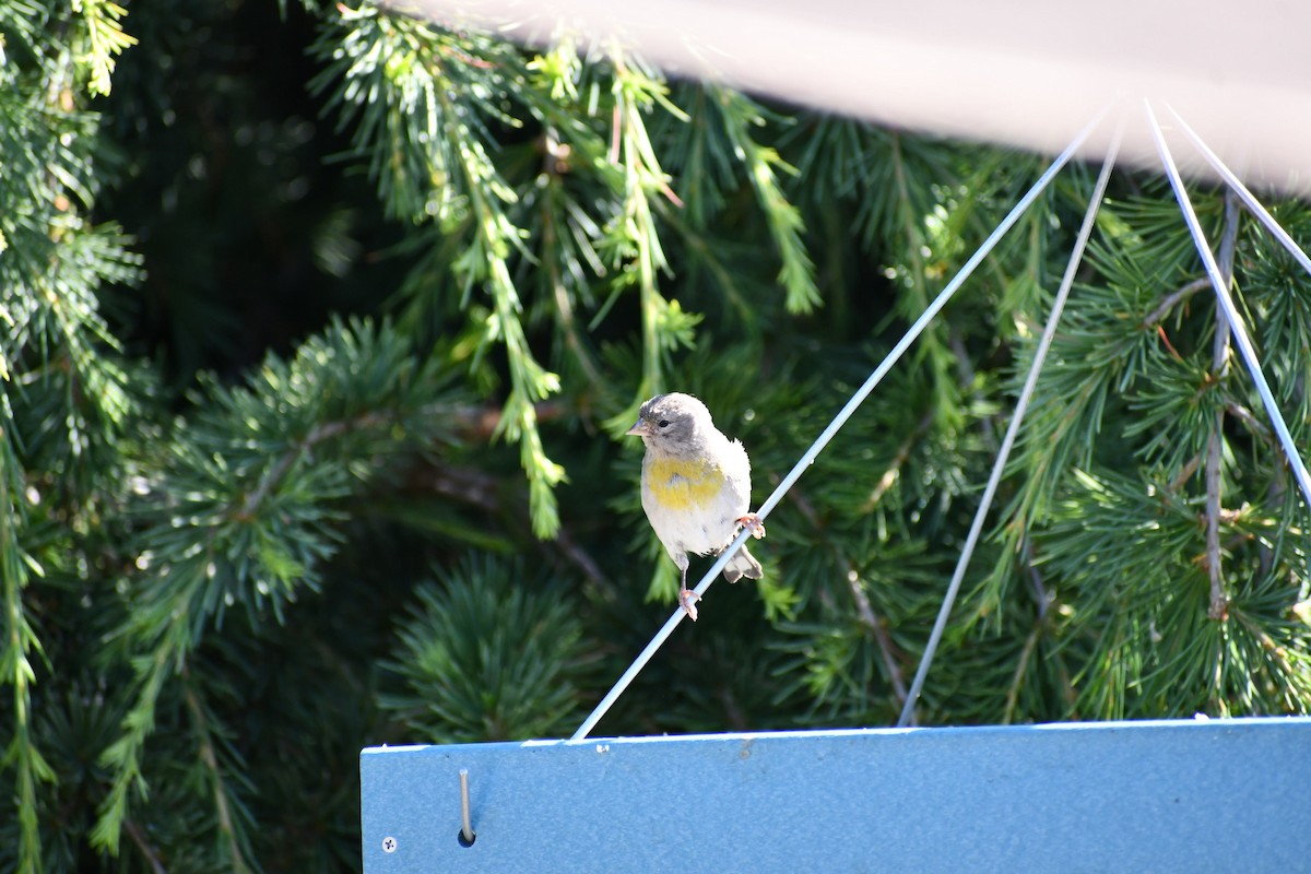 Lawrence's Goldfinch - ML593459761