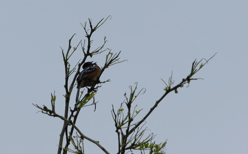 Spotted Towhee - ML59346331