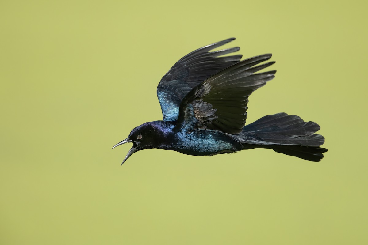 Boat-tailed Grackle - ML593464371