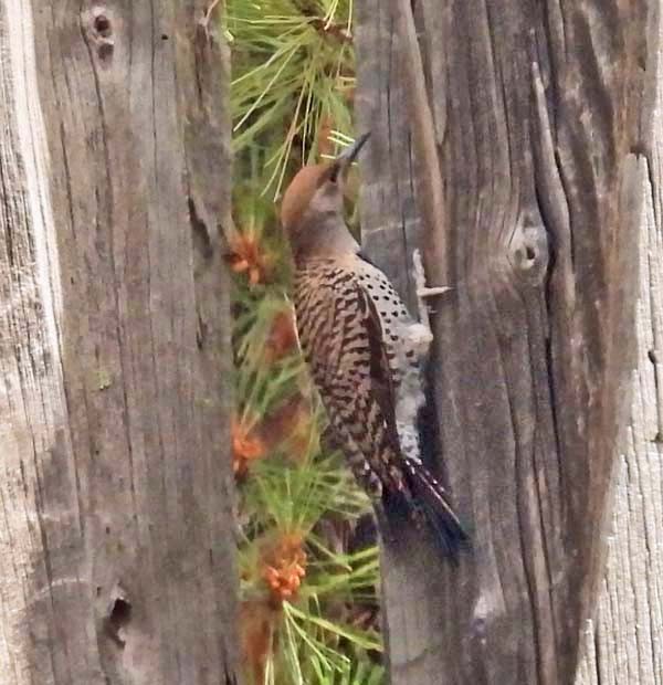 Northern Flicker (Red-shafted) - ML593465651
