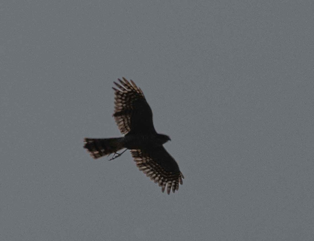 Eurasian Sparrowhawk - ML593468181