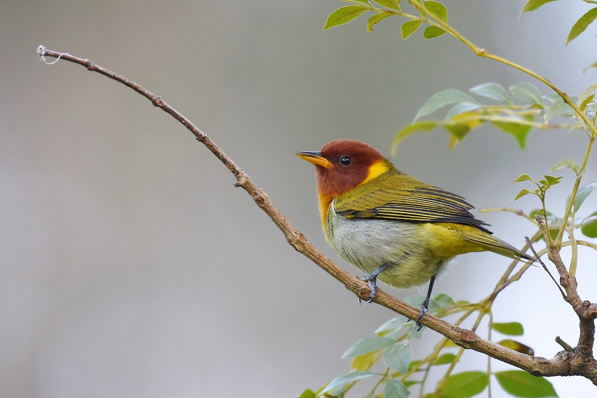 Rufous-headed Tanager - ML593470991