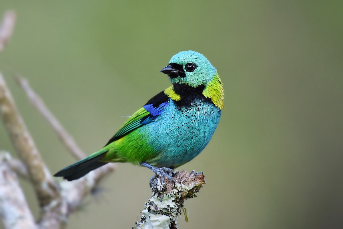 Green-headed Tanager - ML593471451