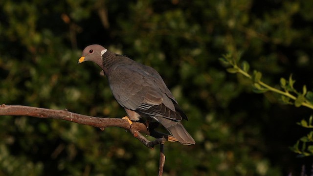 Pigeon à queue barrée (groupe fasciata) - ML593473301
