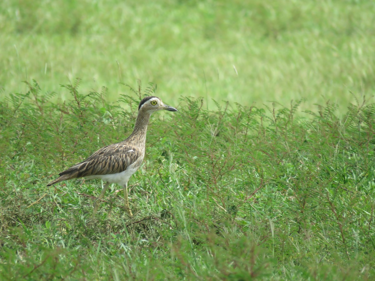 Double-striped Thick-knee - ML593474031