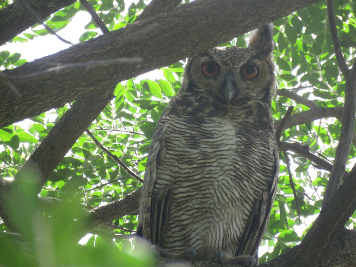 Great Horned Owl - ML593474381