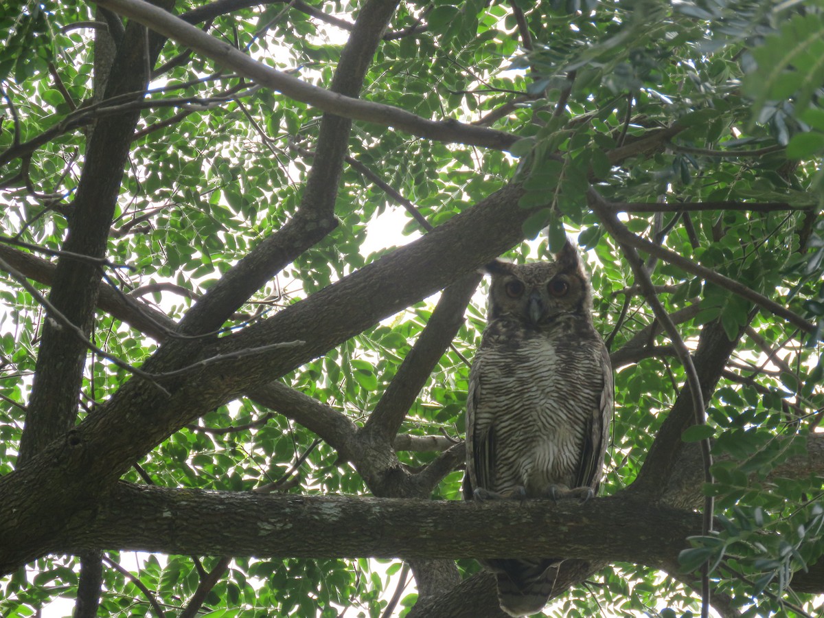 Great Horned Owl - ML593474391