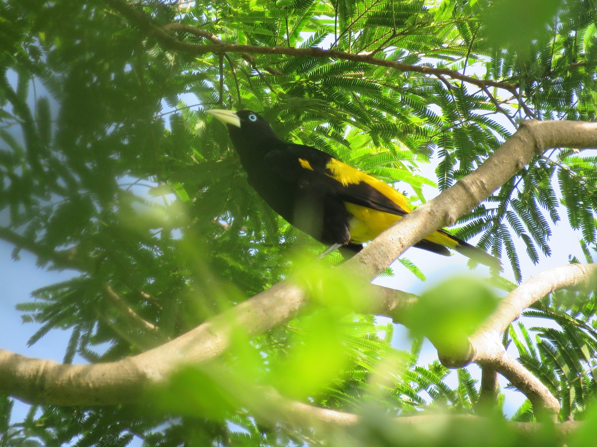 Yellow-rumped Cacique - ML593474971