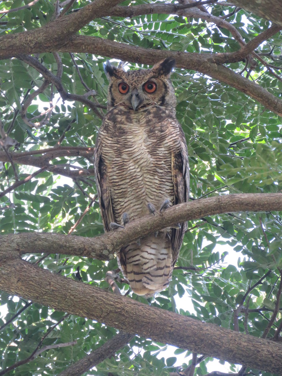 Great Horned Owl - ML593475101