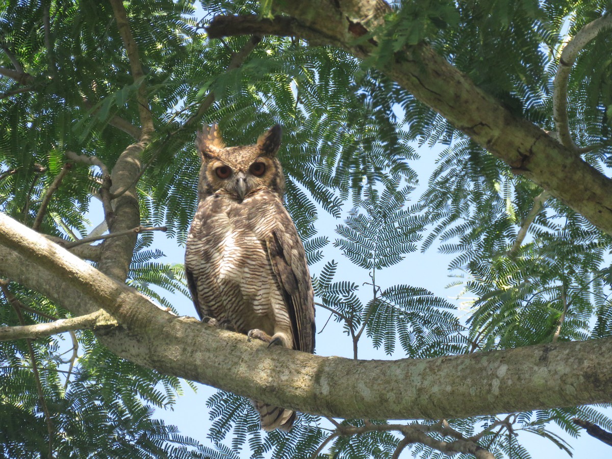 Great Horned Owl - ML593475121