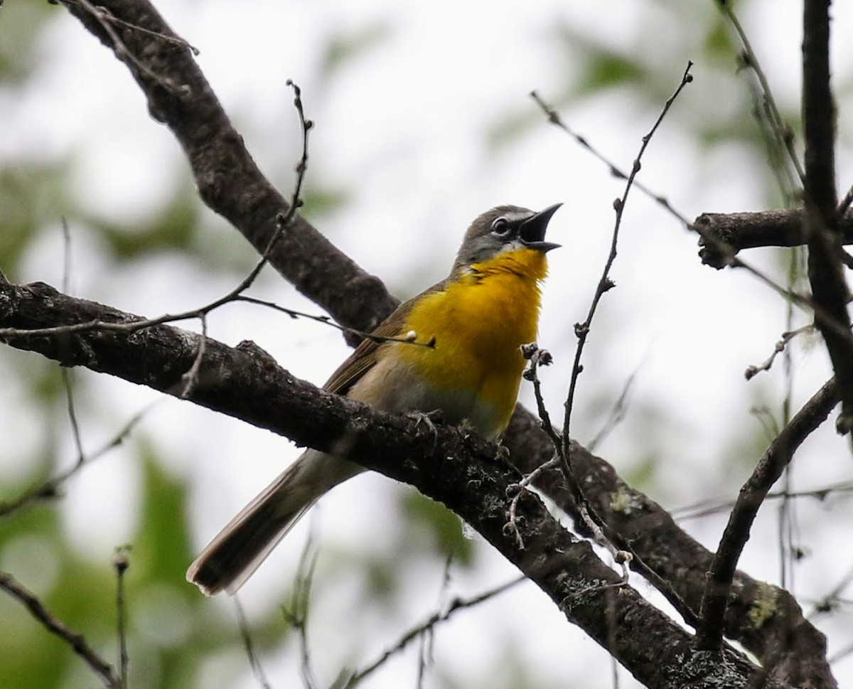 Yellow-breasted Chat - ML59347671