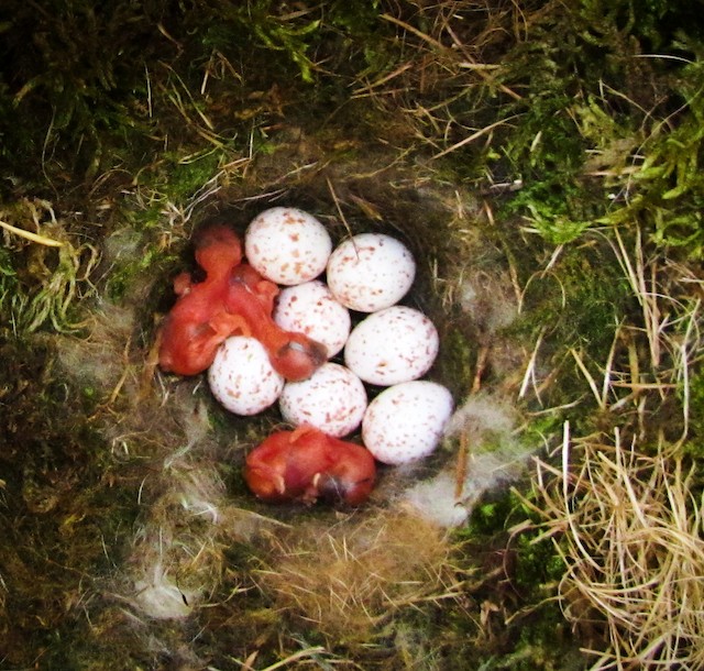 Freshly hatched young in the nest. - Great Tit (Great) - 