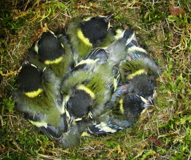 Great Tits undergoing Prejuvenile Molt (subspecies <em class="SciName notranslate">major</em>). - Great Tit (Great) - 