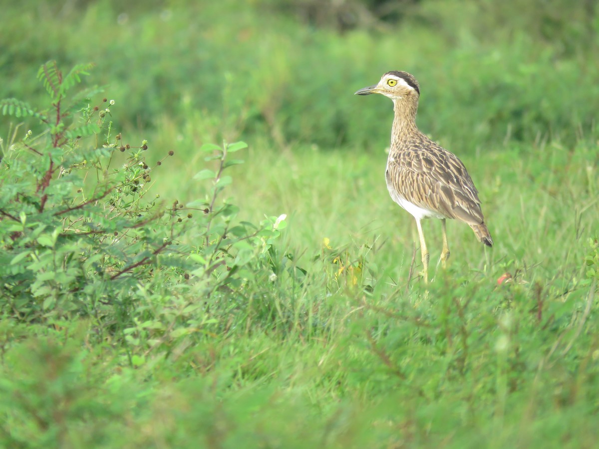 Double-striped Thick-knee - ML593477631