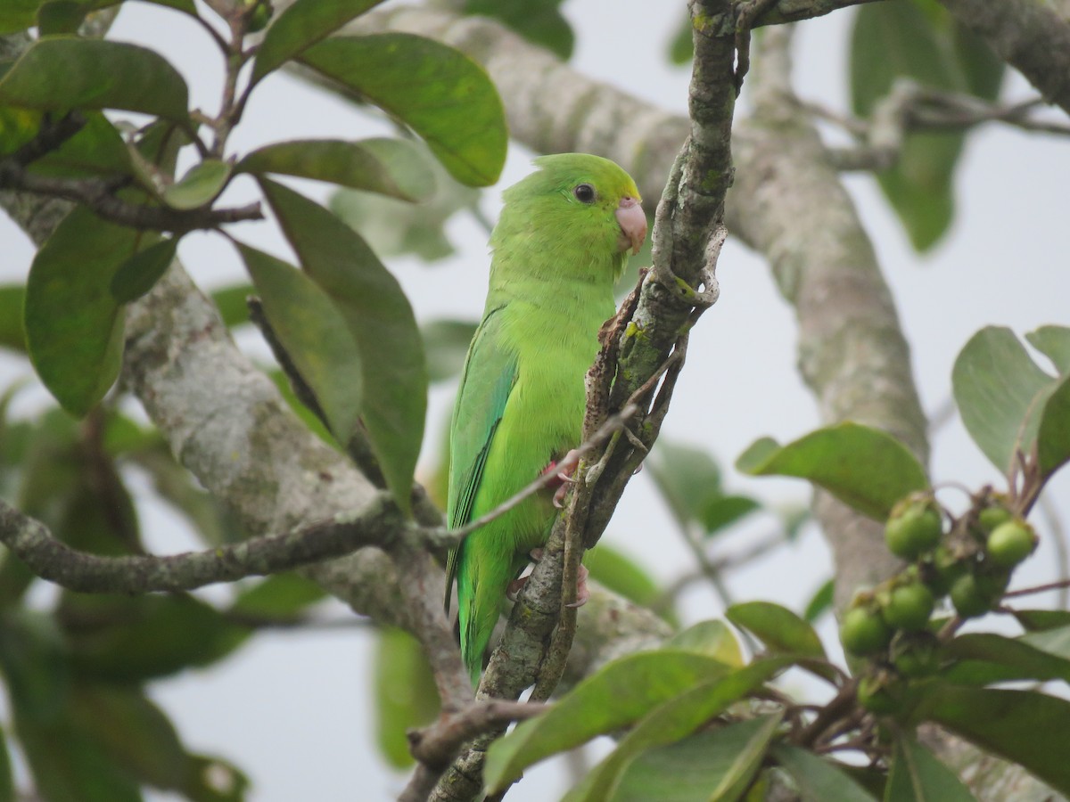Зелёный воробьиный попугайчик - ML593478391