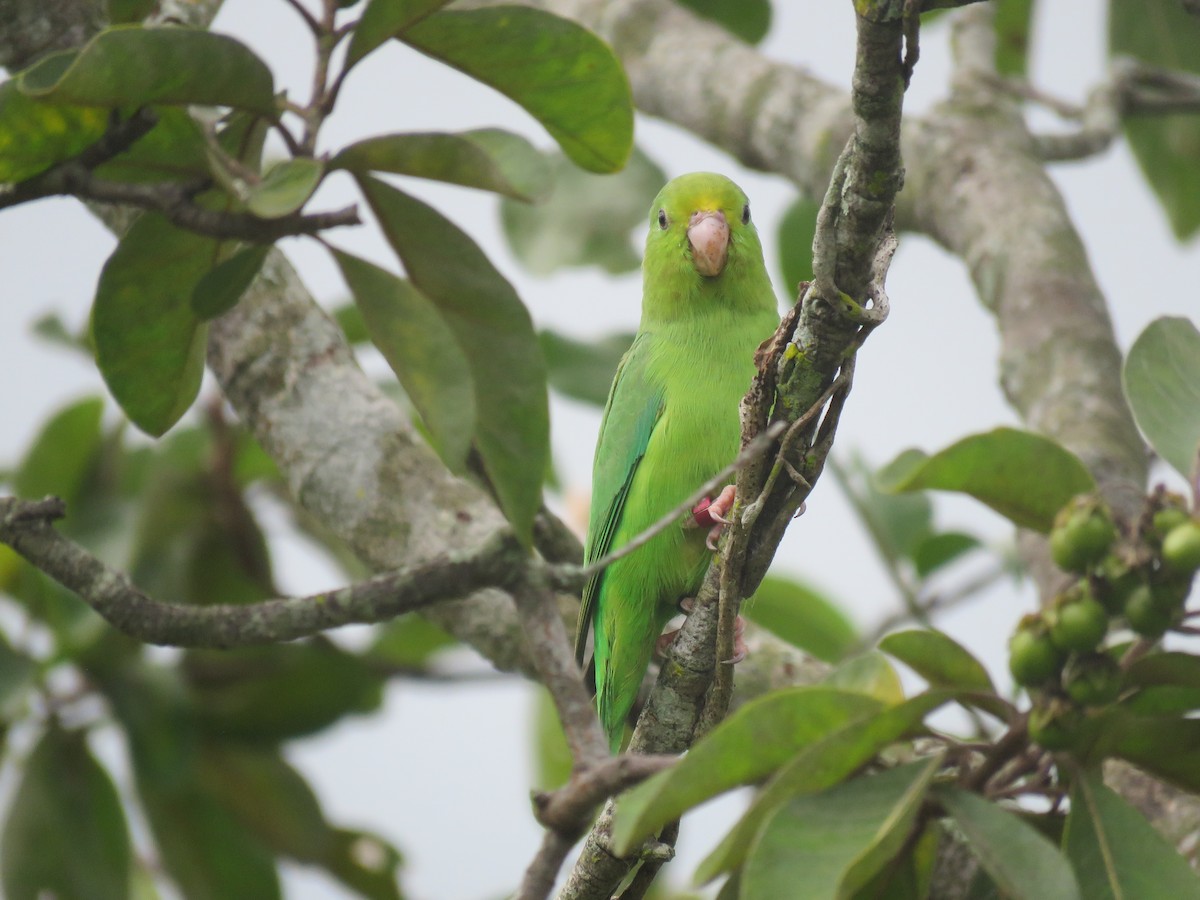 Yeşil Sokumlu Serçe Papağanı - ML593478401