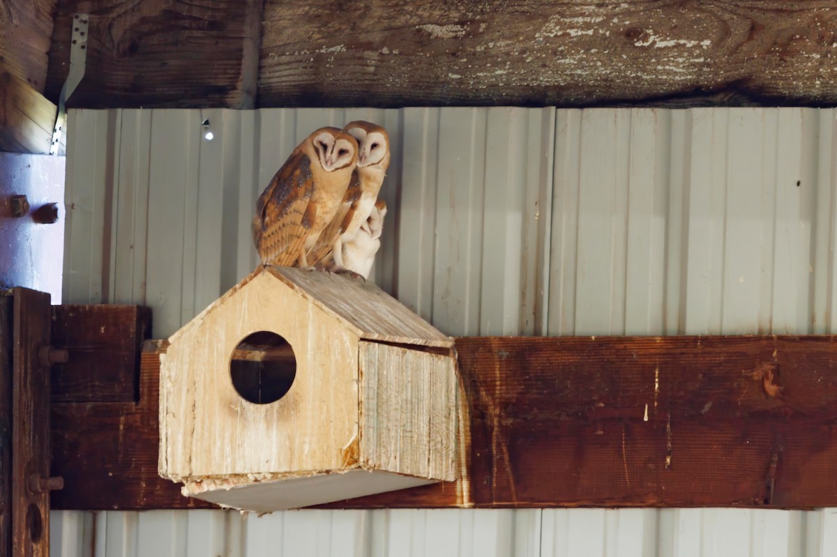 Barn Owl (American) - ML593480921