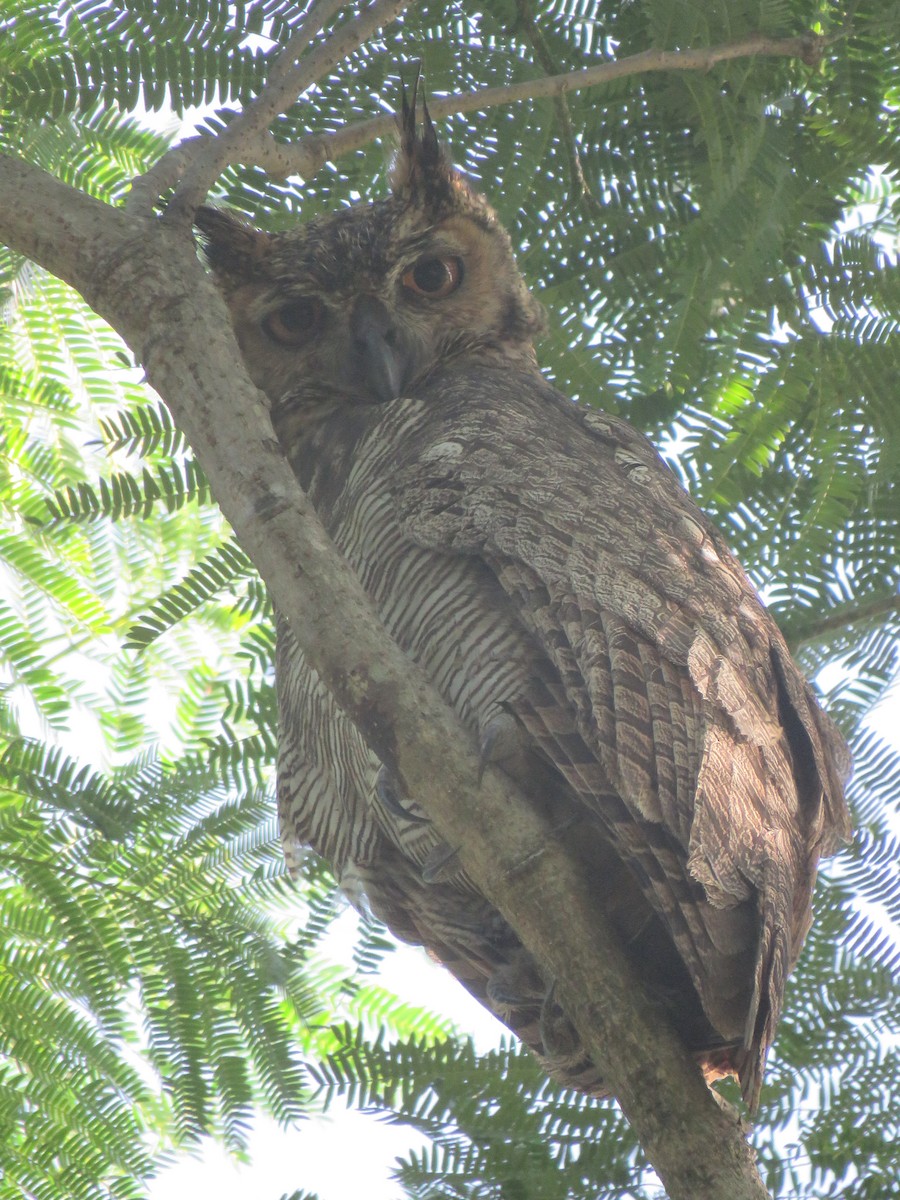 Great Horned Owl - ML593481581