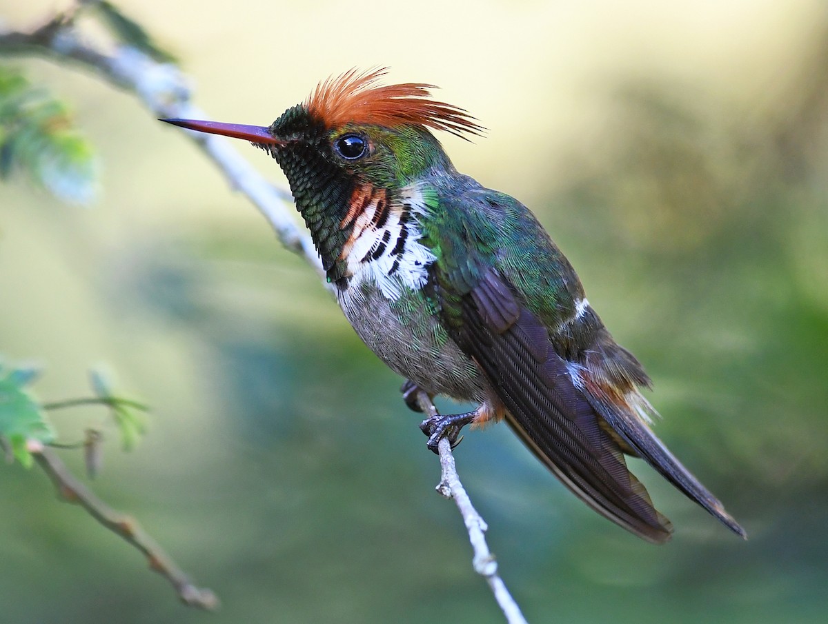Frilled Coquette - ML593482281