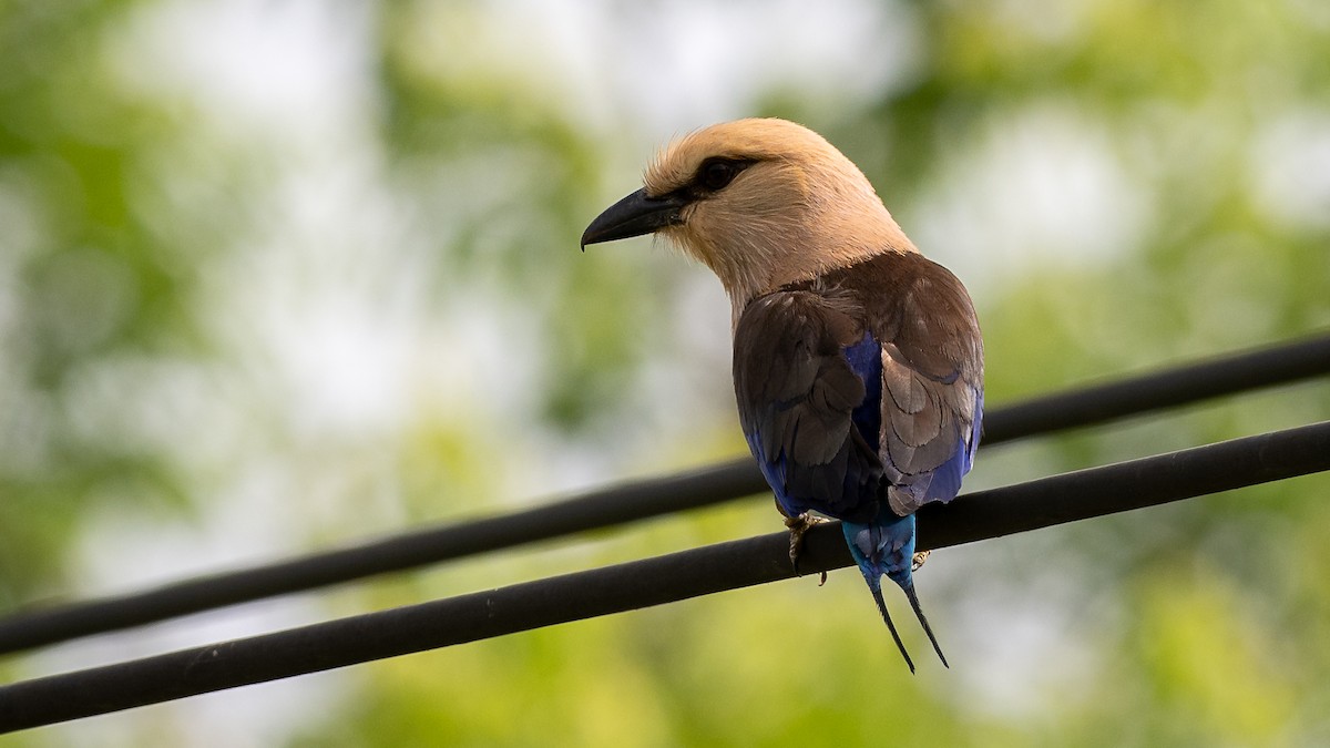 Blue-bellied Roller - Mathurin Malby