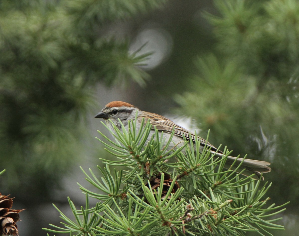 Chipping Sparrow - ML593484721