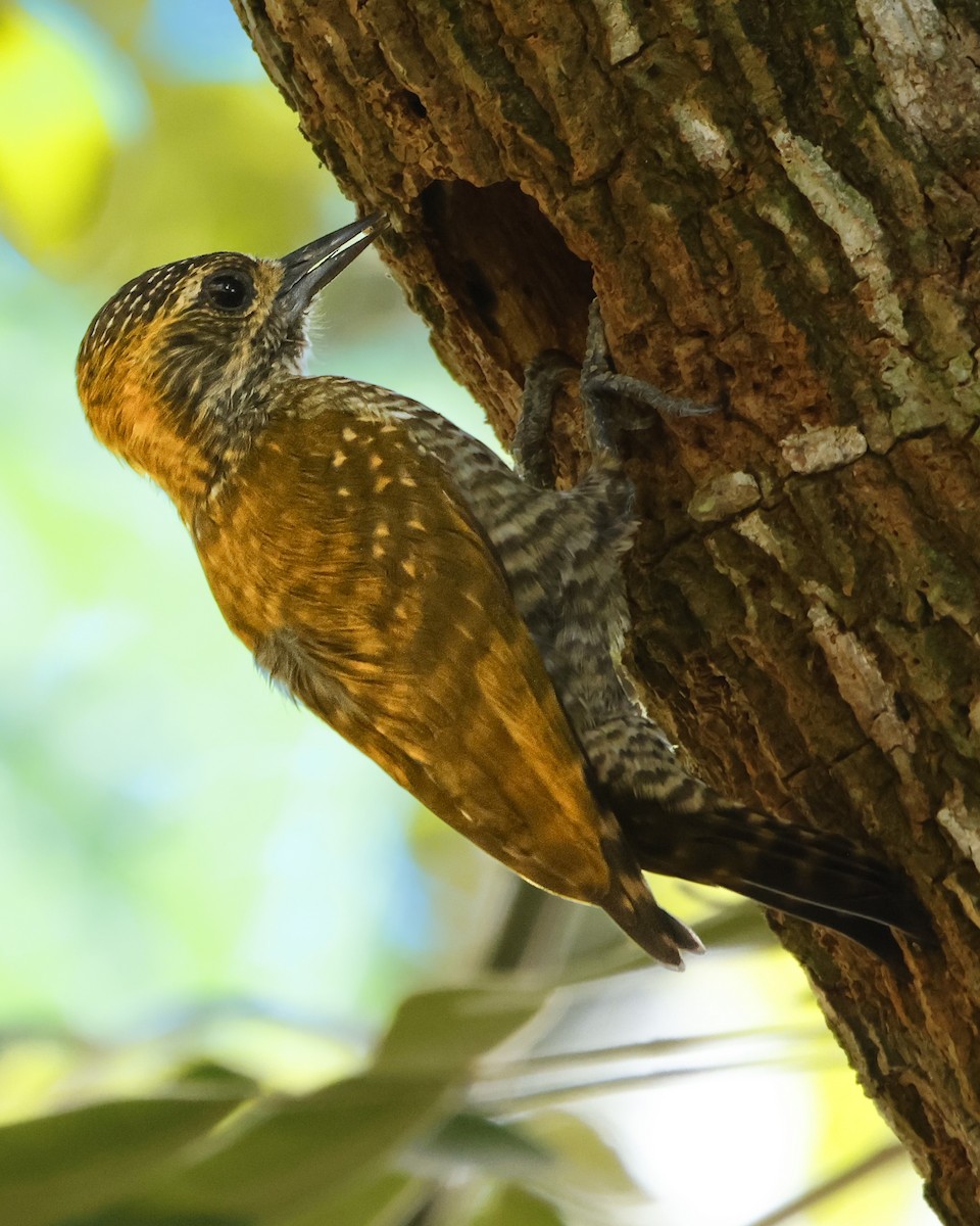 Yellow-eared Woodpecker - ML593485951