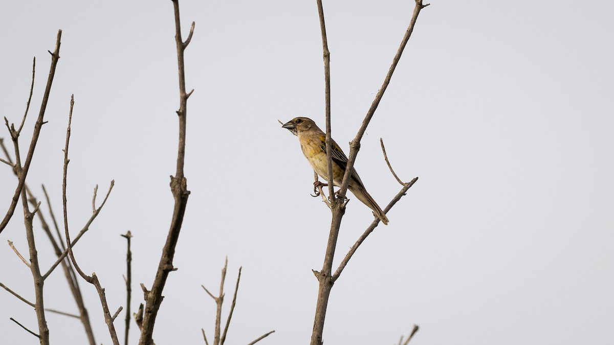 Yellow-mantled Widowbird - ML593487401