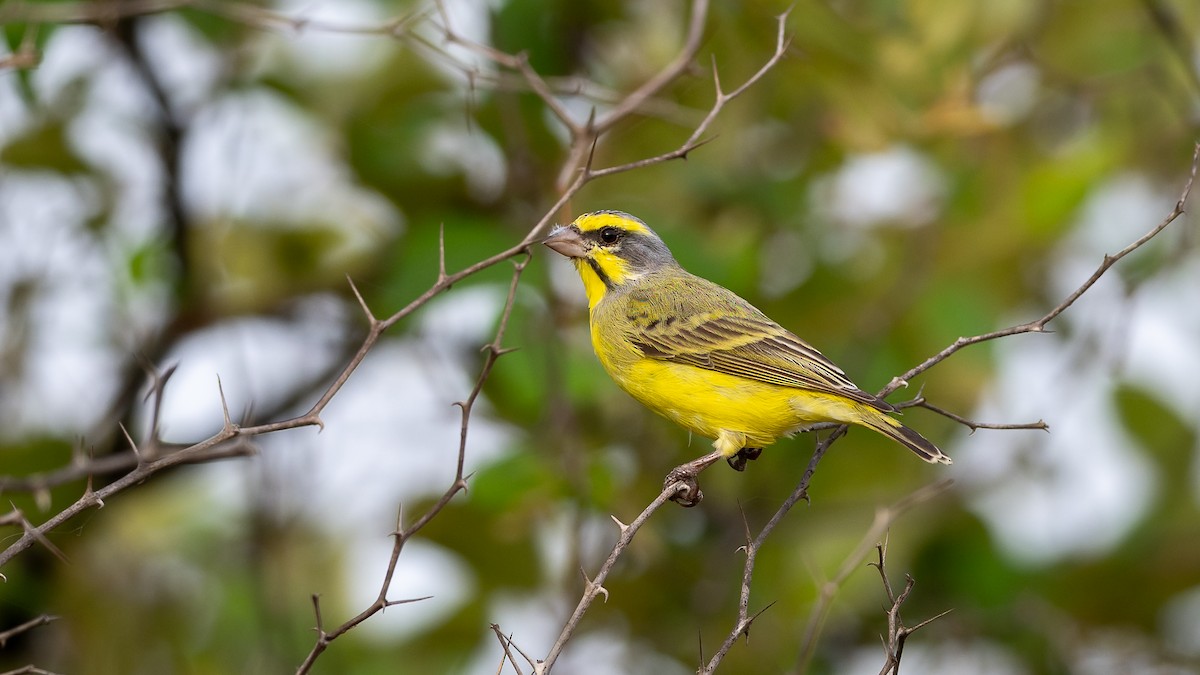 Yellow-fronted Canary - ML593487501