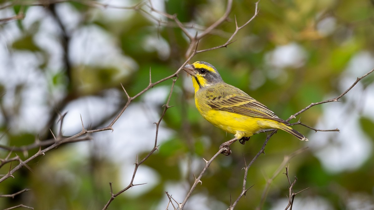 Yellow-fronted Canary - ML593487511
