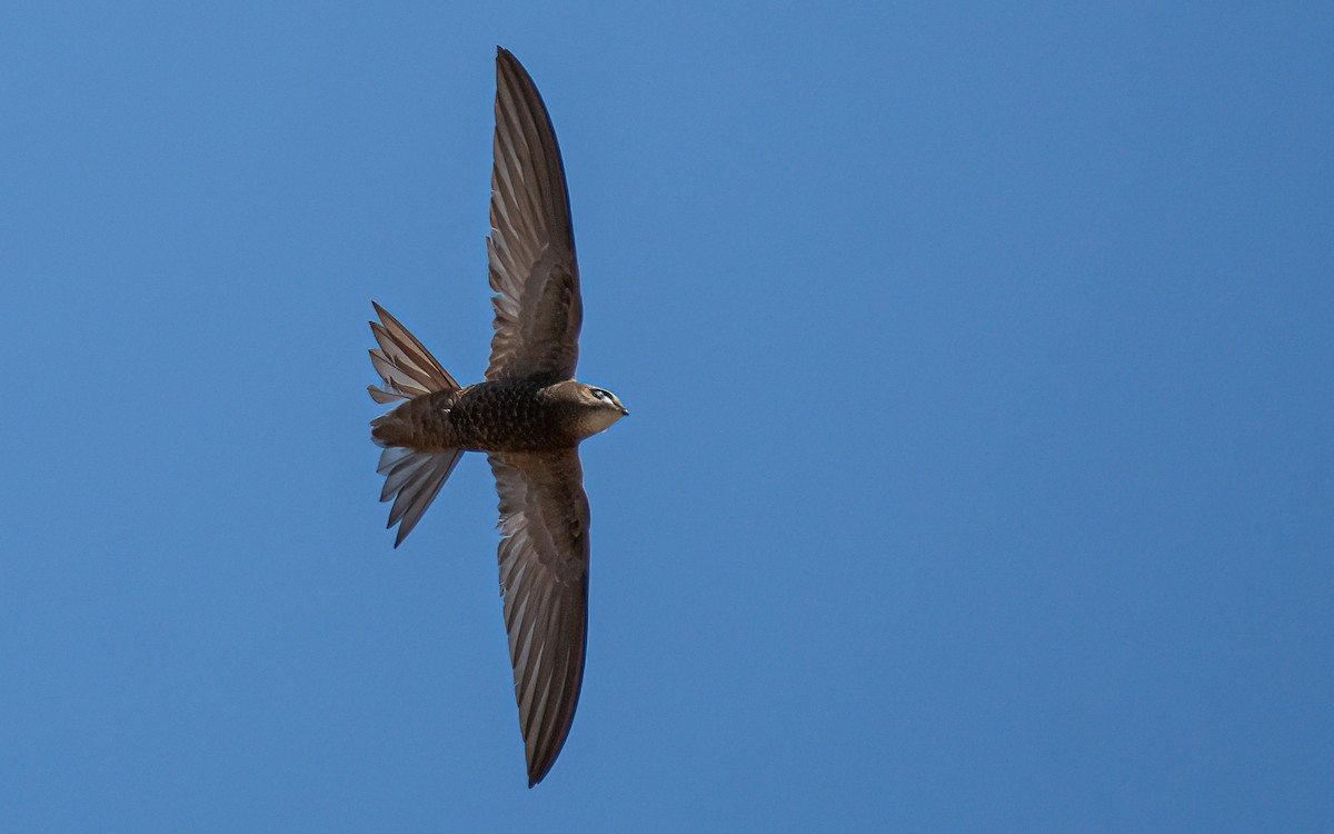 ebird-checklist-3-jul-2023-marismas-del-odiel-pnat-general-39