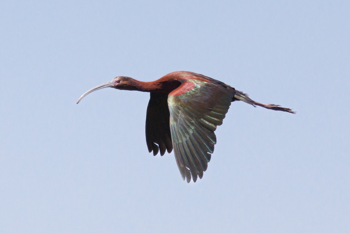 ibis americký - ML593490681