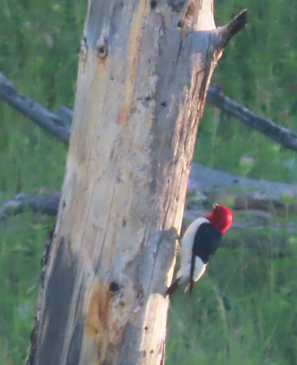 Red-headed Woodpecker - ML593492411