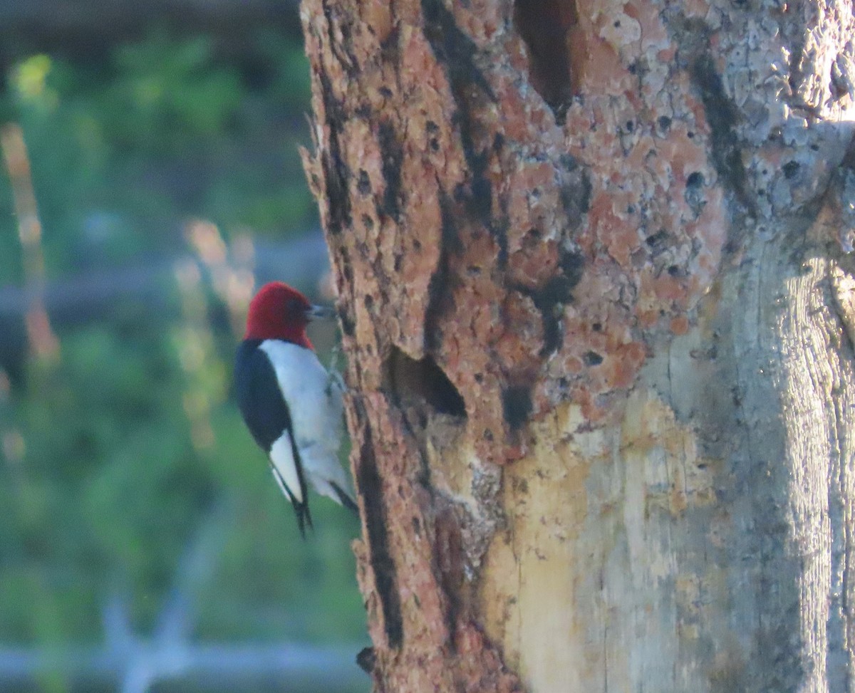 Red-headed Woodpecker - ML593492421