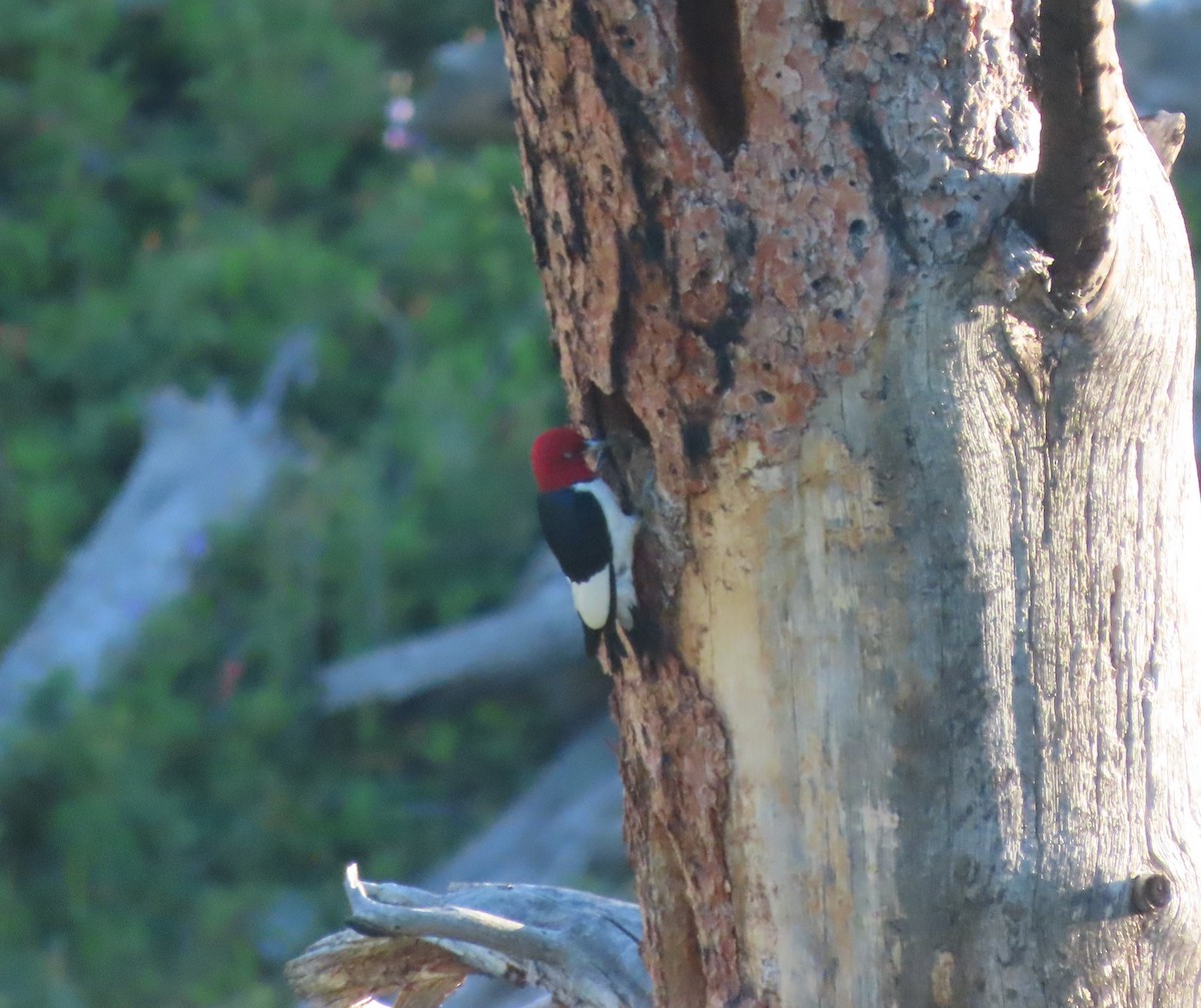 Red-headed Woodpecker - ML593492451