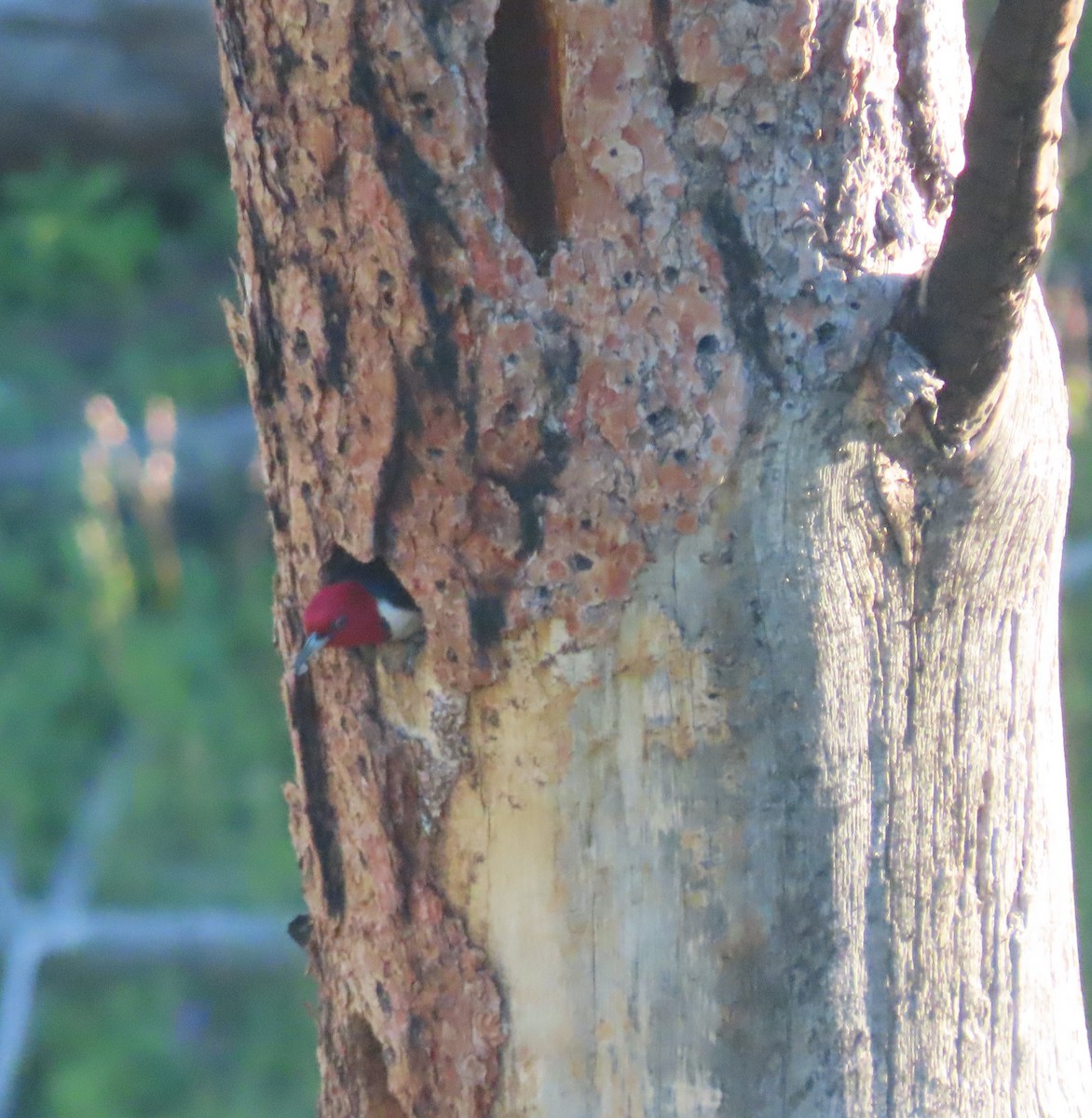 Red-headed Woodpecker - ML593492461
