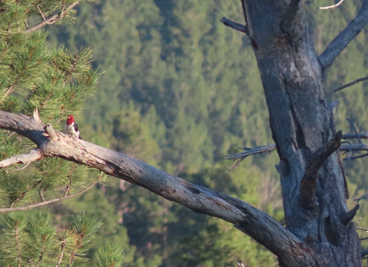 Red-headed Woodpecker - ML593492981