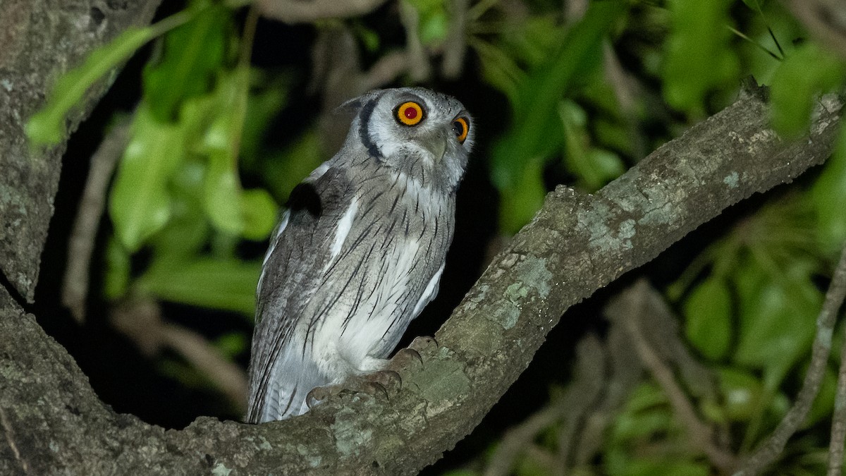 Northern White-faced Owl - ML593493991