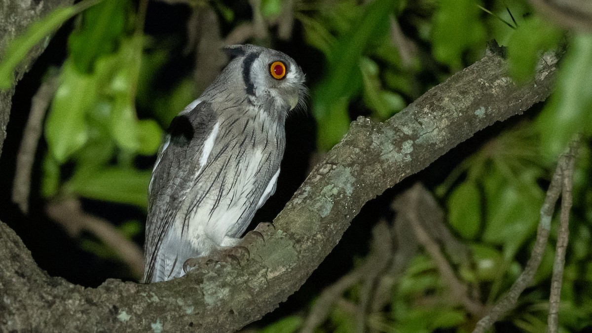Northern White-faced Owl - ML593494001