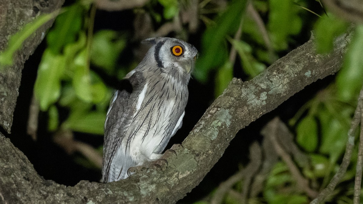Northern White-faced Owl - ML593494011