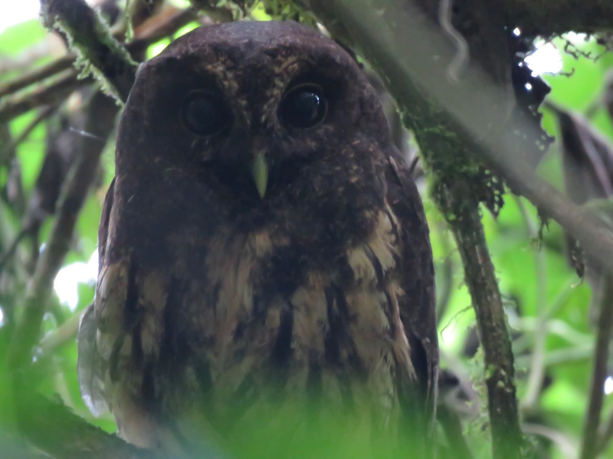 Mottled Owl - Pajareros Birding Tours