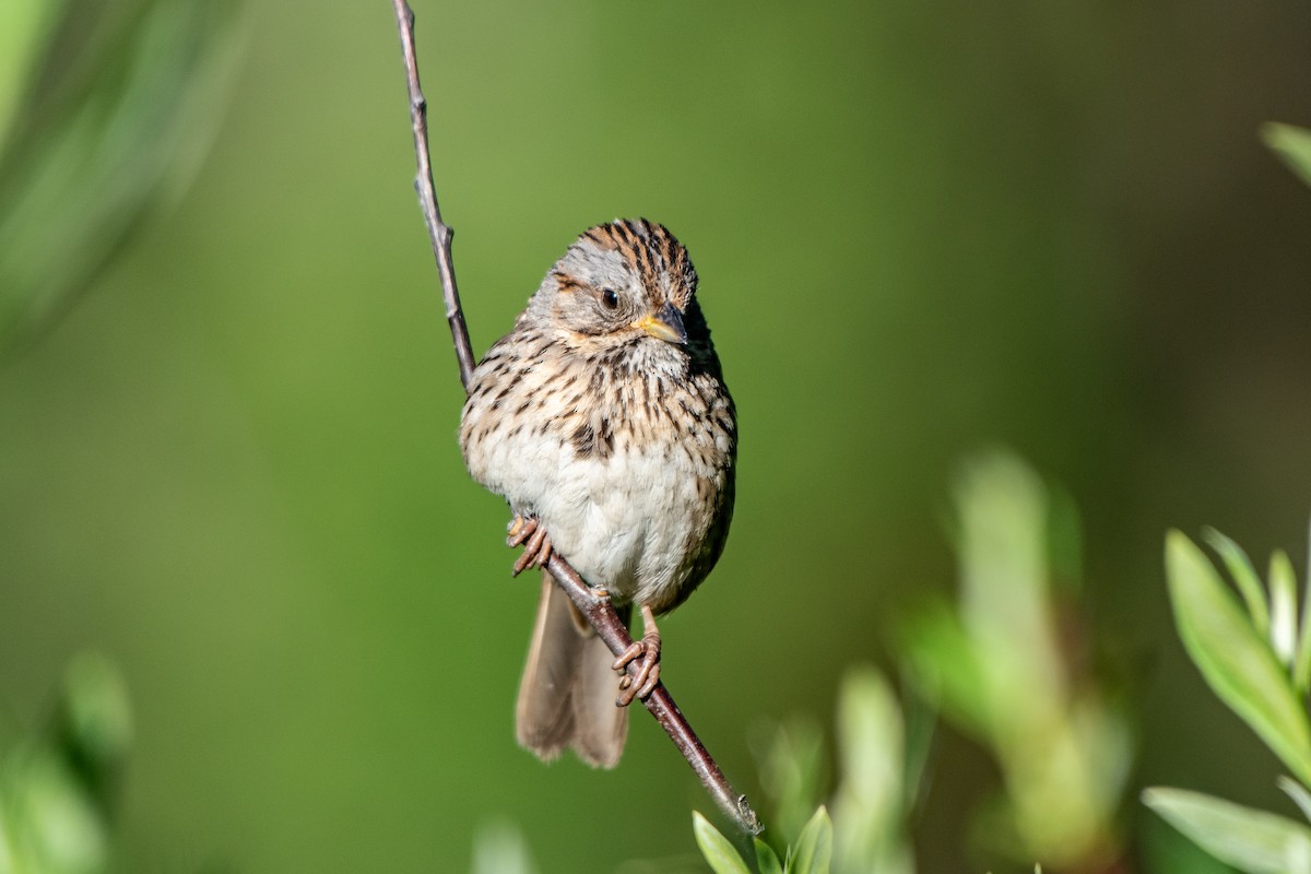Lincoln's Sparrow - Jeff Langford
